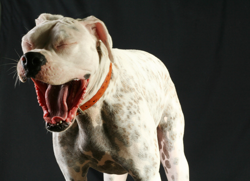 Cute picture of a yawning dog.